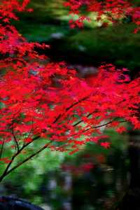 京都西芳寺。