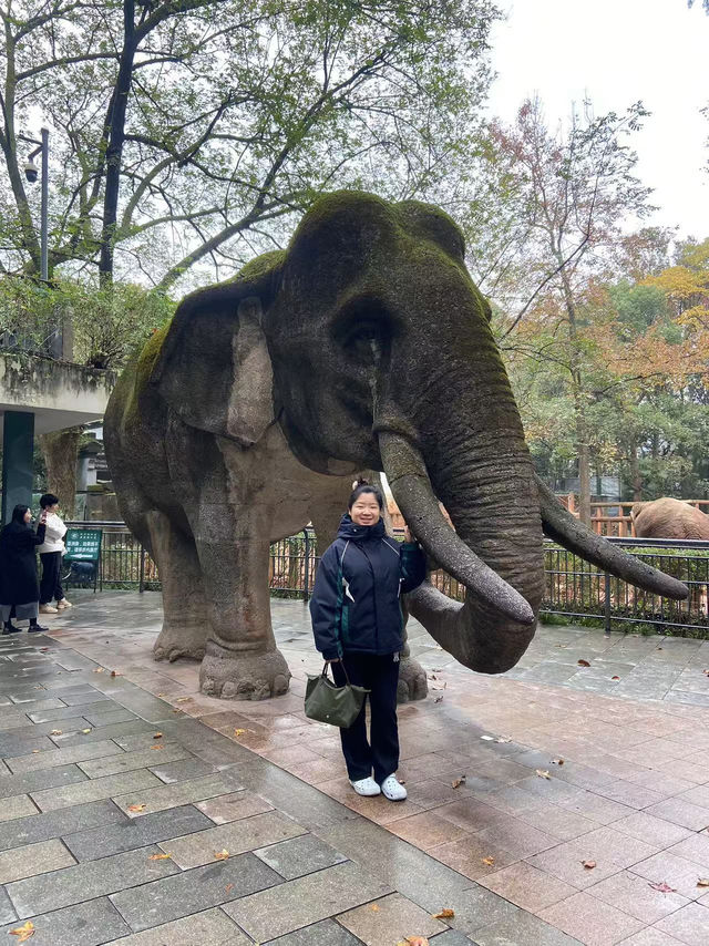 🐘🦒杭州動物園|又去看動物了🥳