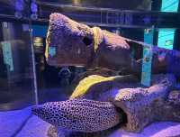 塔爾薩俄克拉荷馬水族館：探索海底世界的奧秘