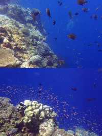 三亞潛水‖蜈支洲島潛水避坑攻略