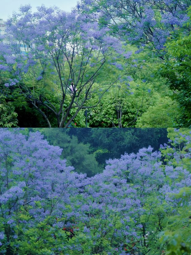 探索內江版桃花源——人民公園