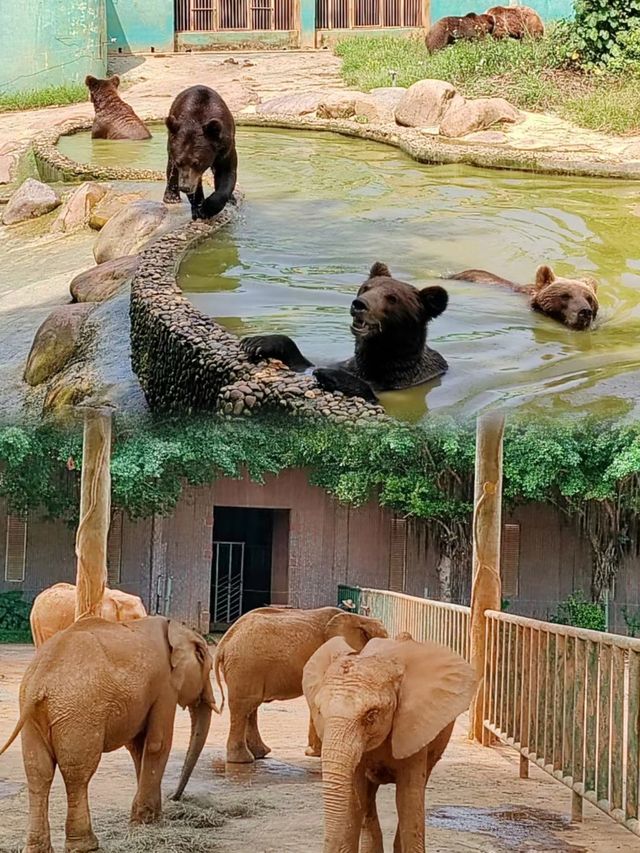 廣西一家與虎同眠的酒店