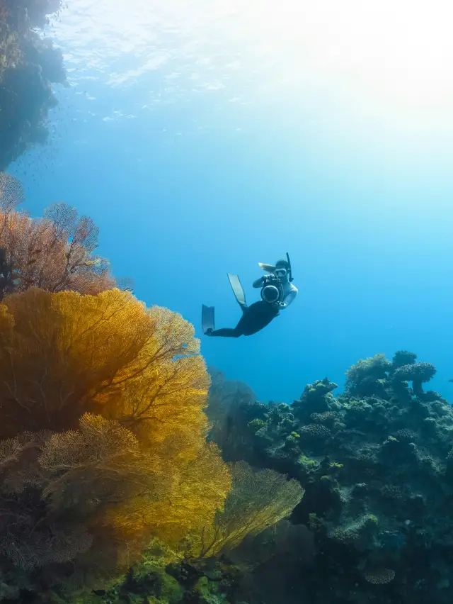 Diving in Sanya: Discover the "Blue Secret" of West Island's Back Garden!
