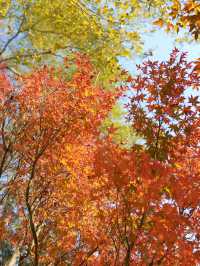 清遠田野綠世界，紅楓葉美得封神啊