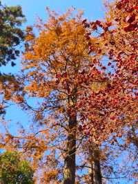 今年來晚了 紅園 可你還是那麼美