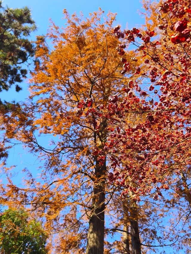 今年來晚了 紅園 可你還是那麼美