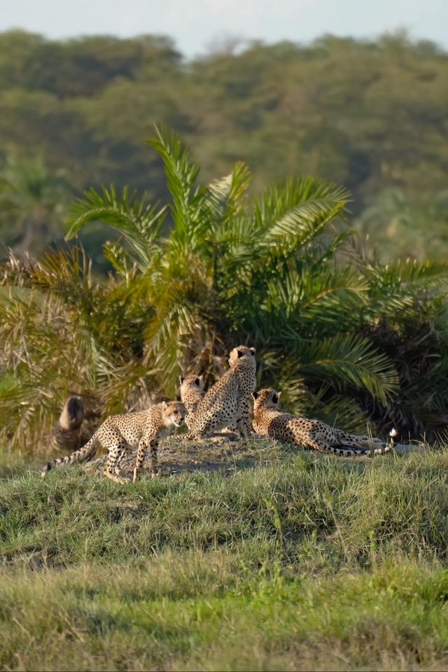 世界動物
