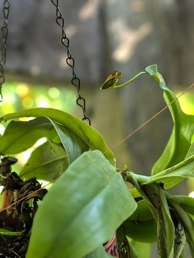 西雙版納第四站——中科院植物園