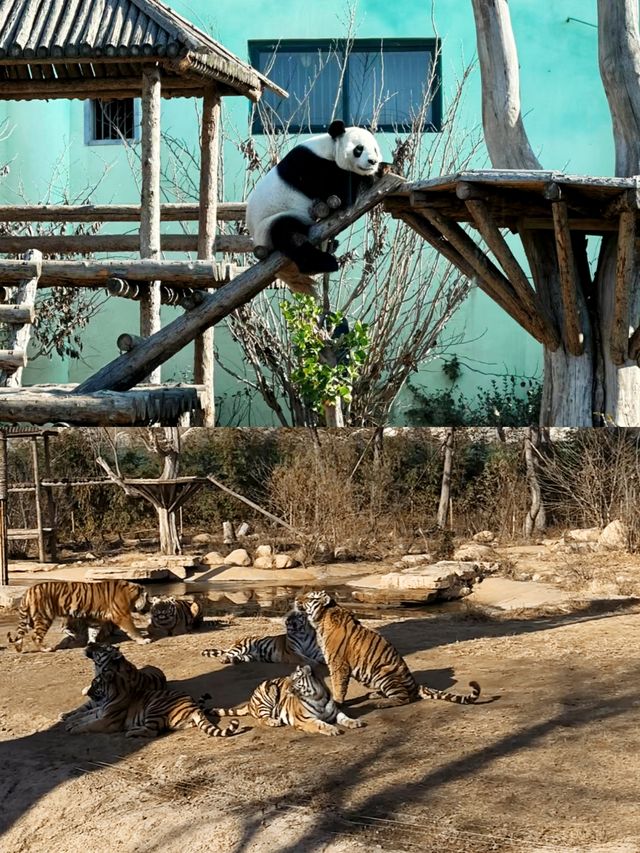 歐樂堡動物園攻略新手必看！