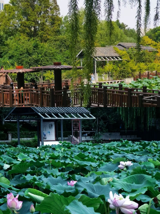 鄭州紫荊山公園遊覽攻略！帶你看遍美景！