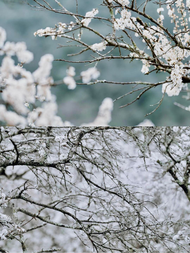 這裡的櫻花真的太美了