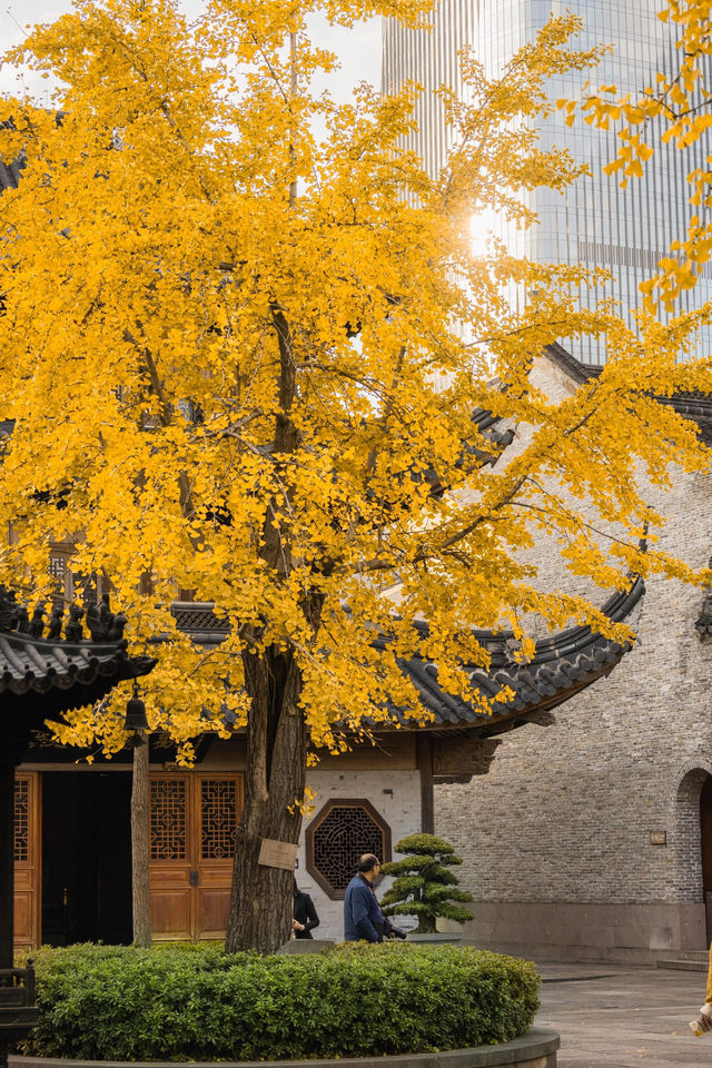 寧波七塔寺銀杏終於要黃了還有0r蓋章