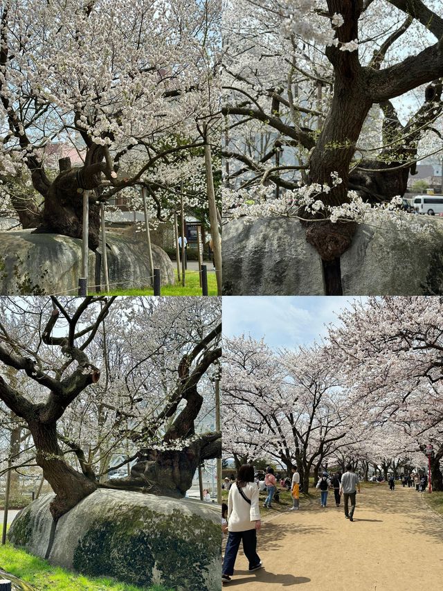 盛岡：日本東北的多元魅力之都
