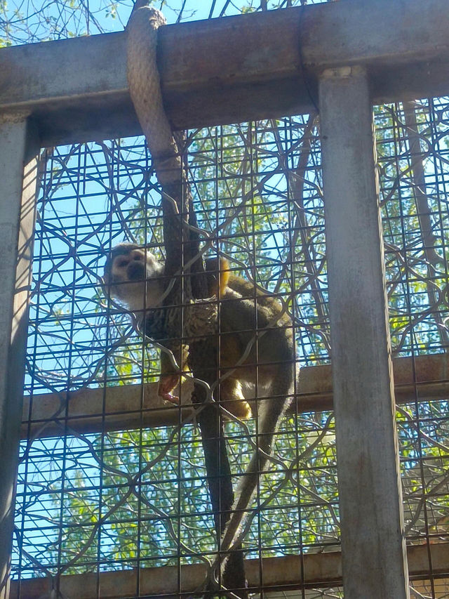 安徽大青山野生動物園 | 開啟超治癒的動物奇遇記