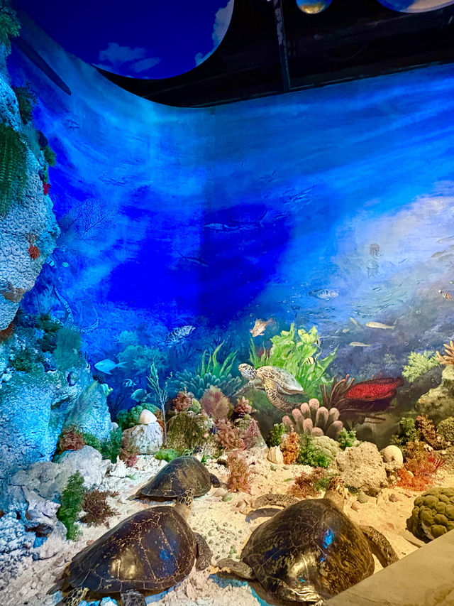 南海博物館『』來海南探索海洋秘境的必打卡之地