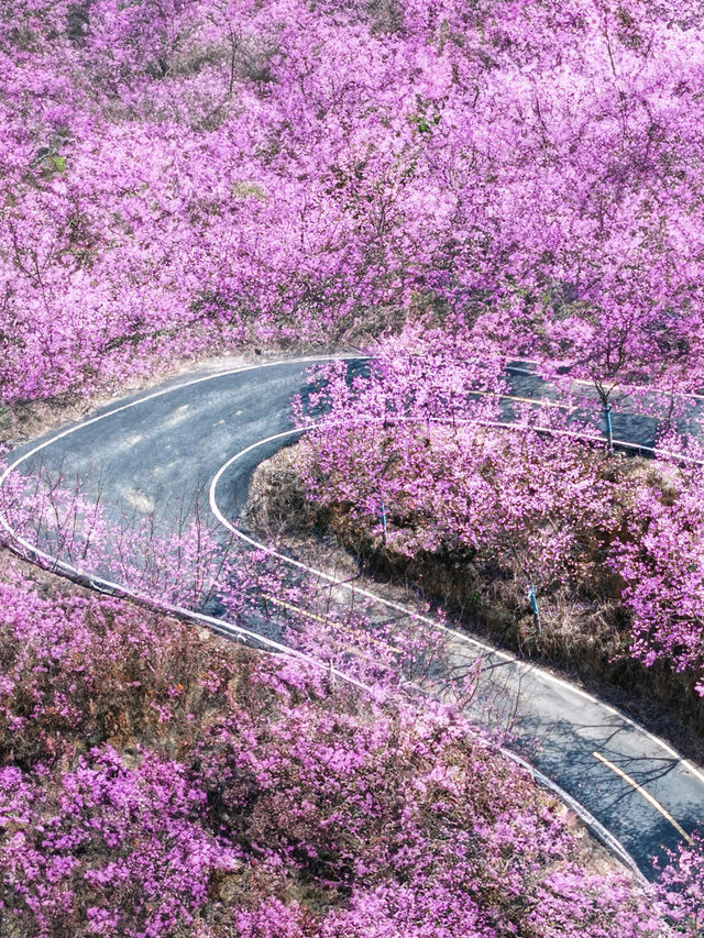 不是日本去不起而是福建更具性價比