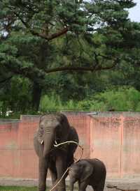 荷蘭蒂爾堡貝克塞·貝爾亨野生園｜動物王國的奇妙之旅