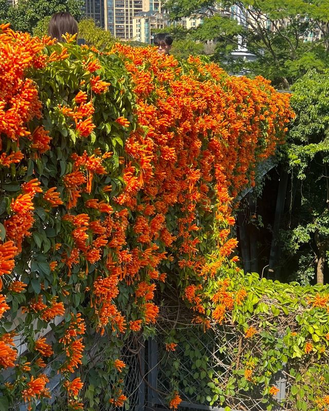深圳香蜜公園橘黃花瀑來襲，盛花期美到犯規
