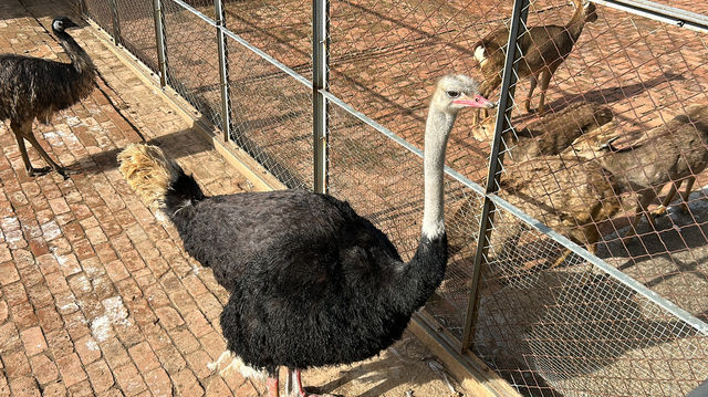 爬山看動物的治癒之旅——九峰山森林動物園