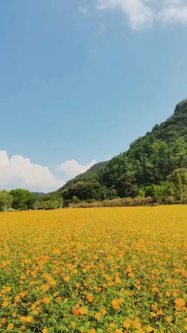 遇見不一樣的「花溪」！