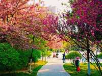 Cherry Blossom in Xi'An: "Cannot miss" Category Upcoming Spectacular Event