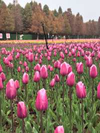 捞漁河濕地公園——鬱金香花展