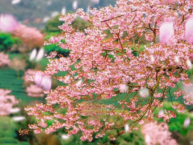 《國家地理》認證！福建頂流櫻花海