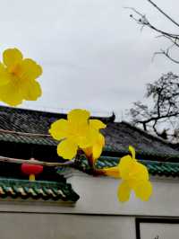 又是一樹黃花