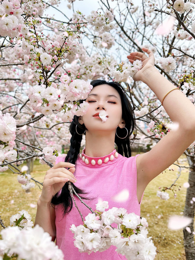 這裡賞櫻不錯哦! 這裡賞櫻不錯哦!