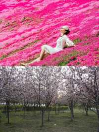 花開滿城，信陽市區賞花攻略來咯！