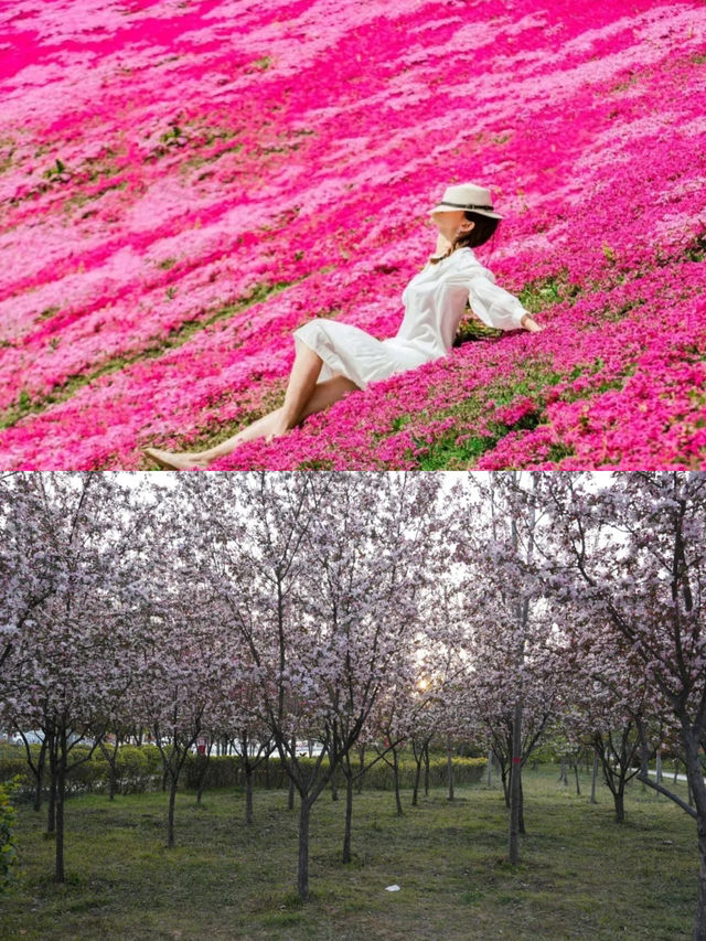 花開滿城，信陽市區賞花攻略來咯！