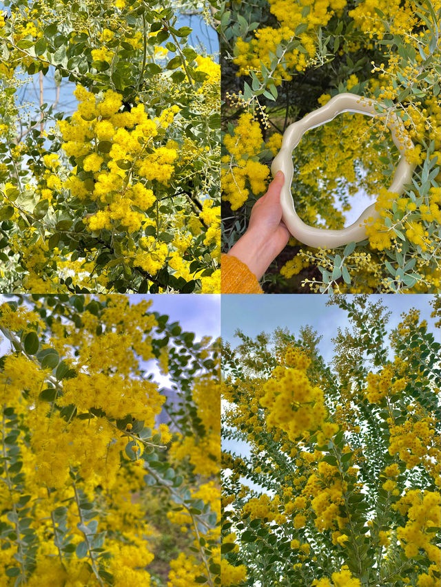 春日限定！成都賞花地圖大公開