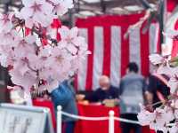 春日限定！奈良櫻花與小鹿的神仙同框攻略
