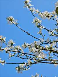 深圳公園美得像幅畫春日的花海