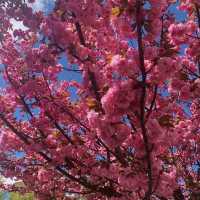 🌸【札幌櫻花夢境】🌸