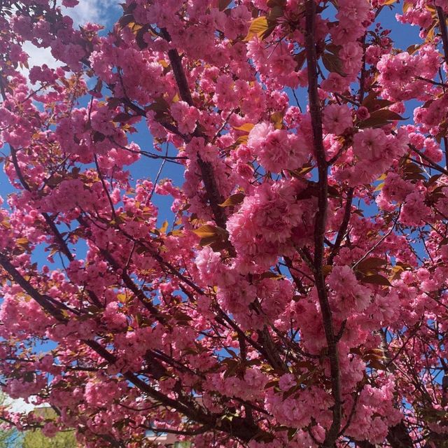 🌸【札幌櫻花夢境】🌸