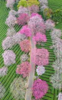 漳平永福櫻花園 | 福建的「櫻花小京都」