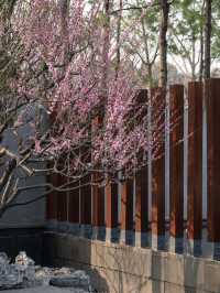 上海靜安雕塑公園梅花太頂流了