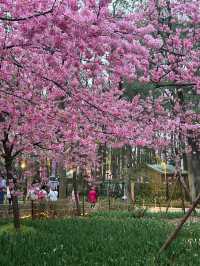 🌸東湖櫻園最新實況！無濾鏡live圖超