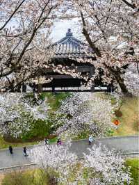 南京賞櫻好去處‖打卡避坑攻略