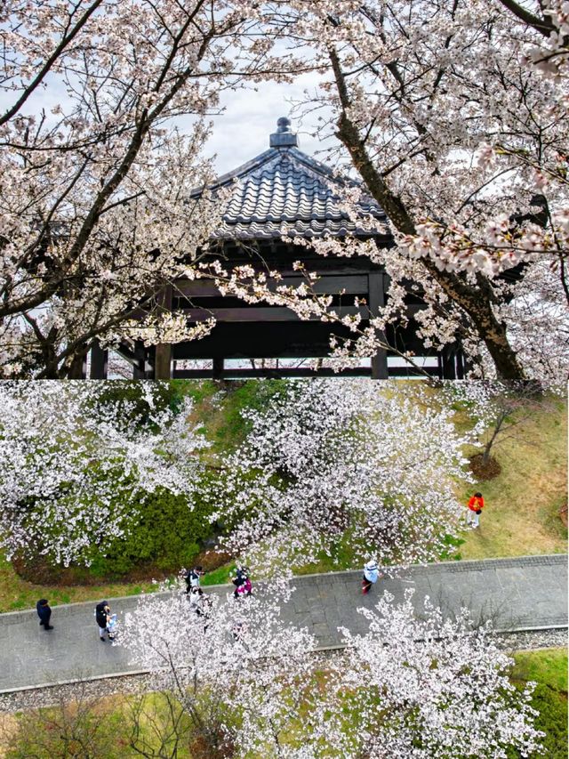 南京賞櫻好去處‖打卡避坑攻略