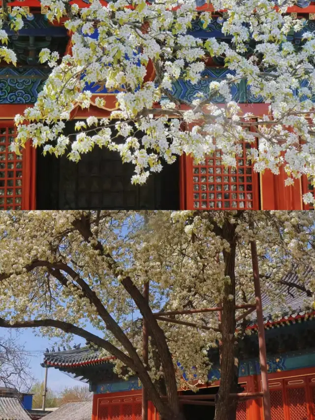 3 月必衝!智化寺賞梨花攻略