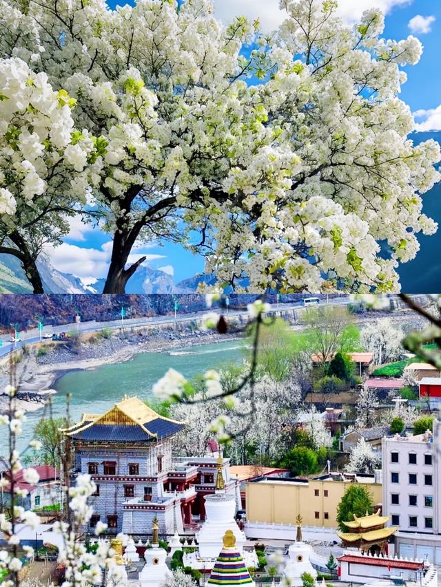 3月的金川，真的是人間理想。
