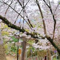 🌸在福岡愛宕神社，邂逅一整山的浪漫