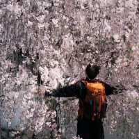 🌸速搶！大阪限定櫻花盛宴，錯過再等一年