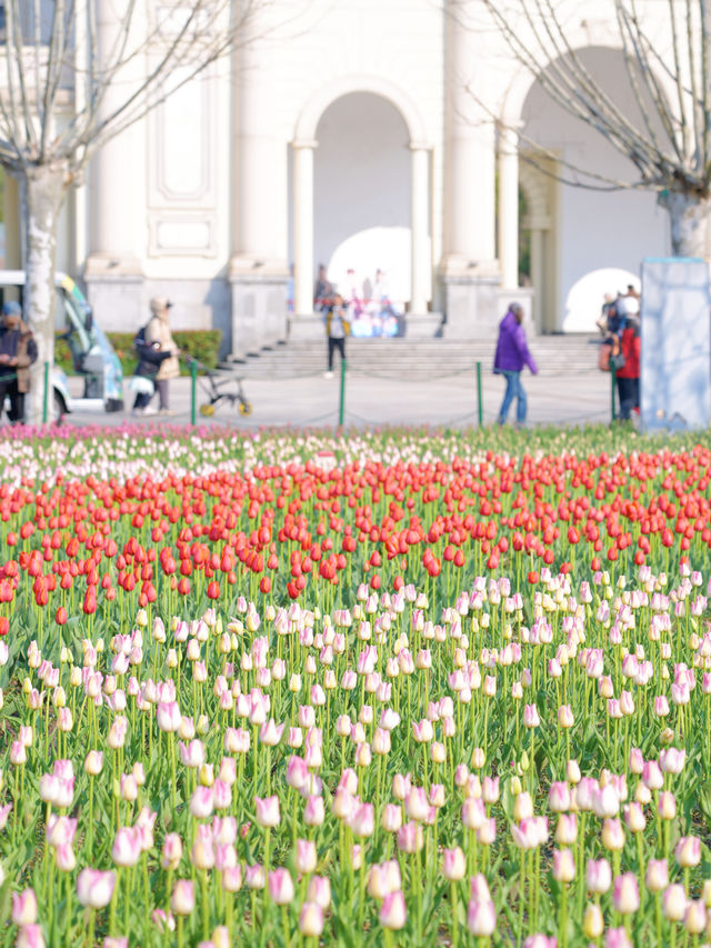 墜入花海！這個免費公園的含金量持續上升