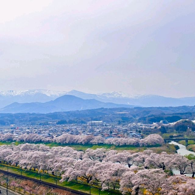 🇯🇵仙台｜櫻花盛開，美到讓人心動🌸