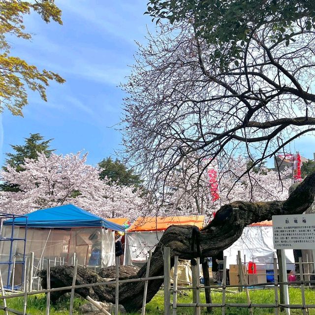 🇯🇵仙台｜櫻花盛開，美到讓人心動🌸
