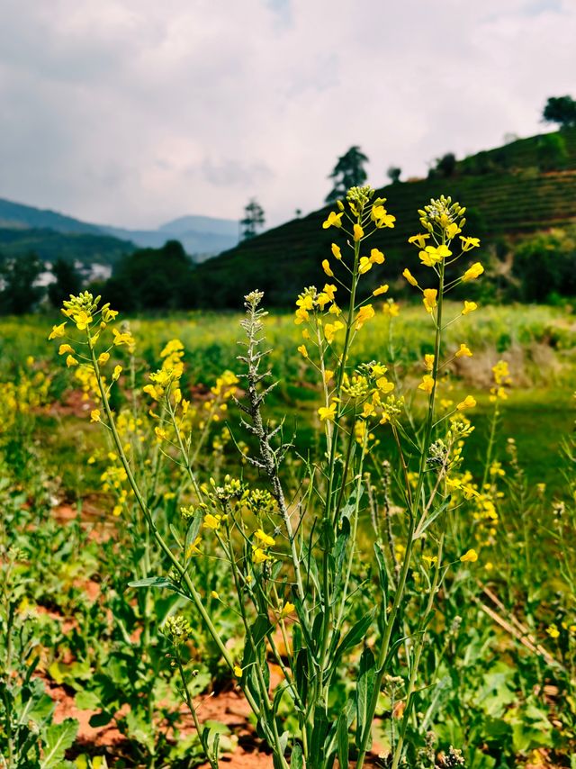 羅平賞油菜花，無邊無際的金色花海