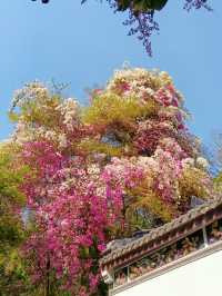 春分賞花才是正經事